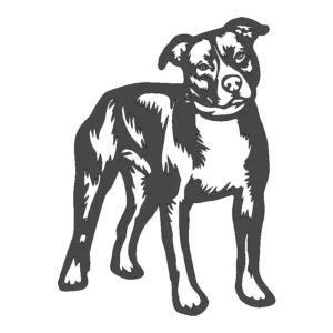 Perro Pitbull